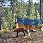 Chalet Log House And New Sauna Pikariporras Saariselka